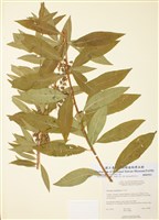 藏品(沼生珍珠菜)的圖片